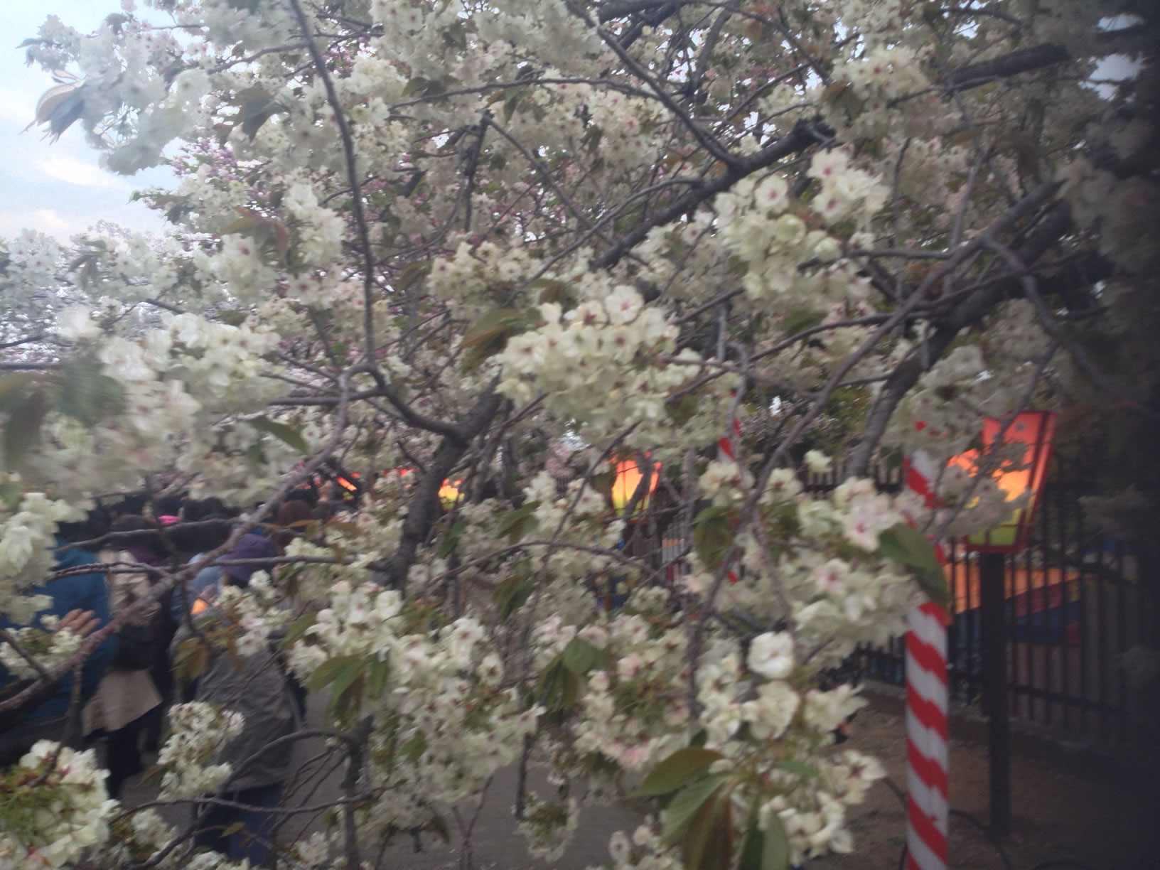 2014年の造幣局桜の通り抜け24 2014年の造幣局桜の通り抜け24